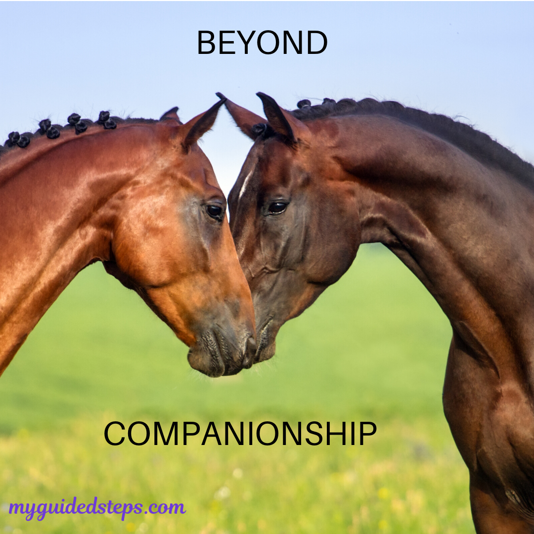 Picture of 2 horses head to head. This indicates that their is a love that goes beyond a passing encounter
